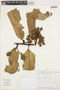 Virola calophylla (Spruce) Warb., PERU, L. Valenzuela 2213, F