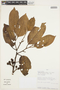 Otoba parvifolia (Markgr.) A. H. Gentry, PERU, J. Perea 0163, F
