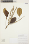 Clethra castaneifolia Meisn., PERU, W. Galiano S. 4196, F