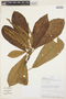 Clethra pedicellaris Turcz., PERU, A. Monteagudo 3628, F