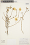 Balbisia meyeniana Klotzsch, Peru, M. O. Dillon 3333, F