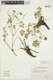 Geranium magellanicum Hook. f., CHILE, C. Aedo 77445, F