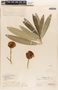 Nerium oleander L., PERU, F. Woytkowski 105, F