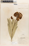 Nerium oleander L., ECUADOR, M. Acosta Solis 10665, F