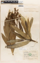 Nerium oleander L., ECUADOR, M. Acosta Solis 9448, F