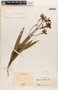 Nerium oleander L., COLOMBIA, J. M. Duque Jaramillo 1593, F
