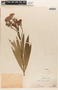 Nerium oleander L., PERU, Ll. Williams 5447, F
