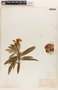 Nerium oleander L., VENEZUELA, O. O. Miller 34, F