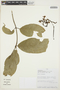 Prestonia annularis (L. f.) G. Don, PERU, J. Perea 2087, F