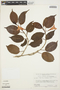 Mandevilla urophylla (Hook.) Woodson, Brazil, J. C. Lindeman 3200, F