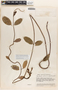 Mandevilla subcarnosa (Benth.) Woodson, VENEZUELA, J. A. Steyermark 59185, F
