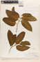 Mesechites trifidus (Jacq.) Müll. Arg., VENEZUELA, Ll. Williams 15202, F