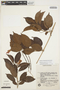 Mandevilla urophylla (Hook.) Woodson, BRAZIL, G. T. Prance 6895, F