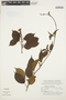 Mandevilla urophylla (Hook.) Woodson, BRAZIL, J. C. Lindeman 3200, F