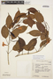 Mandevilla urophylla (Hook.) Woodson, BRAZIL, G. G. Hatschbach 15321, F