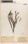 Plumeria L., BRITISH GUIANA [Guyana], B. E. Dahlgren 87, F