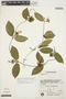 Prestonia coalita (Vell.) Woodson, Brazil, P. E. Gibbs 4326, F