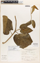 Prestonia cordifolia Woodson, PERU, A. Sagástegui A. 9249, F