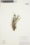 Jacquiniella globosa (Jacq.) Schltr., BRAZIL, G. T. Prance 9414, F