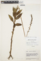 Kreodanthus elatus (L. O. Williams) Garay, VENEZUELA, J. A. Steyermark 57307, F