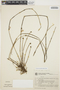 Octomeria juncifolia Barb. Rodr., BRAZIL, G. Hatschbach 21255, F