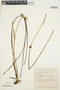 Octomeria juncifolia Barb. Rodr., BRAZIL, G. G. Hatschbach 14156, F