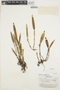 Octomeria longifolia Schltr., BRAZIL, A. C. Smith 2938, F