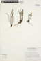 Octomeria parvifolia Rolfe, VENEZUELA, T. C. Plowman 13646, F