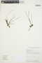 Octomeria scirpoidea (Poepp. & Endl.) Rchb. f., PERU, A. H. Gentry 37582, F