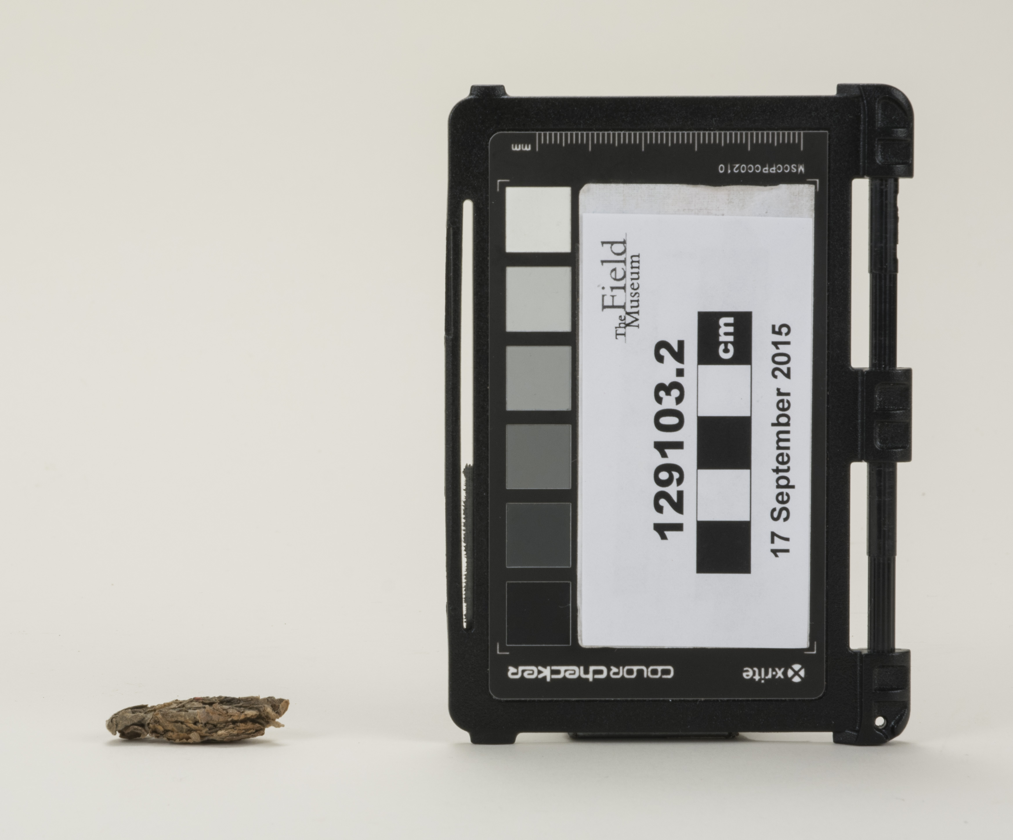 Reference image, front view 