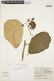 Prestonia rotundifolia K. Schum. ex Woodson, ECUADOR, C. H. Dodson 5176, F
