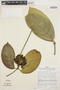 Prestonia trifida (Poepp.) Woodson, Peru, J. Schunke Vigo 3600, F