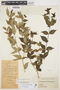 Rauvolfia ligustrina Willd., COLOMBIA, Hermano Elias 1076, F