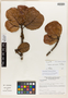Image of Sloanea paucinervia