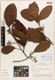 Sloanea cruciata T. D. Penn., Peru, N. Reyna R. 30, Isotype, F