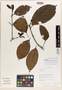 Sloanea congesta T. D. Penn., Peru, R. B. Foster 12116, Isotype, F