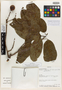 Sloanea gentryi Pal.-Duque & C.M.Baeza, Bolivia, A. H. Gentry 70701, Isotype, F