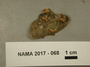 North American Mycological Association Foray 2017: specimen # NAMA 2017-068