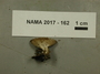 North American Mycological Association Foray 2017: specimen # NAMA 2017-162