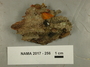 North American Mycological Association Foray 2017: specimen # NAMA 2017-256