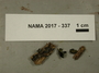 North American Mycological Association Foray 2017: specimen # NAMA 2017-337