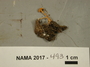 North American Mycological Association Foray 2017: specimen # NAMA 2017-493