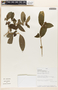 Rauvolfia tetraphylla L., PERU, J. Campos 6103, F