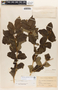 Rauvolfia viridis Willd., COLOMBIA, T. S. Elias 1014, F