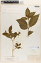 Rauvolfia viridis Willd., VENEZUELA, O. O. Miller 43, F