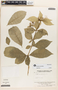 Rauvolfia viridis Willd., VENEZUELA, J. A. Steyermark 110713, F