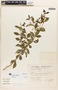 Rauvolfia viridis Willd., Peru, S. Llatas Quiroz 1724, F