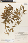 Rauvolfia viridis Willd., Peru, A. Sagástegui A. 12348, F