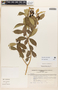 Rauvolfia viridis Willd., PERU, I. M. Sánchez Vega 3421, F