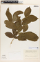 Rauvolfia viridis Willd., COLOMBIA, R. Romero Castañeda 10493, F